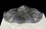 Bargain Metacanthina & Paralejurus Trilobite Association #47444-3